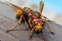 Hornet Animal Totems meanings, Spirit animal symbolism