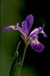 Iris Flora