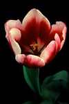 Tulip Flora